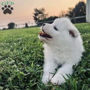 Marley, Samoyed Puppy