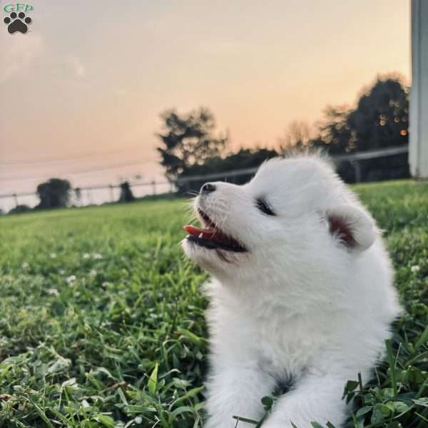Marley, Samoyed Puppy