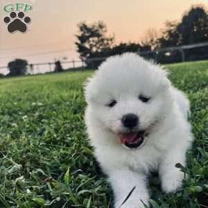 Marley, Samoyed Puppy