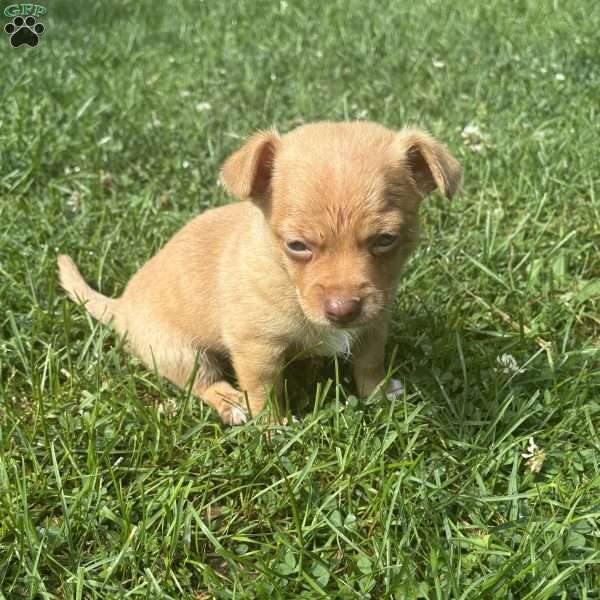 Bandit, Chihuahua Puppy