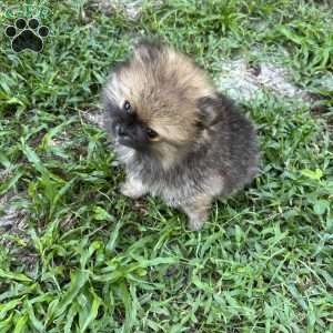 Pinecone, Pomeranian Puppy