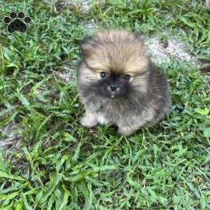 Pinecone, Pomeranian Puppy