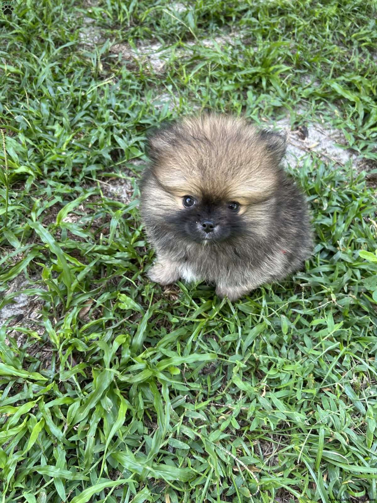 Pinecone (Pomeranian, Male)