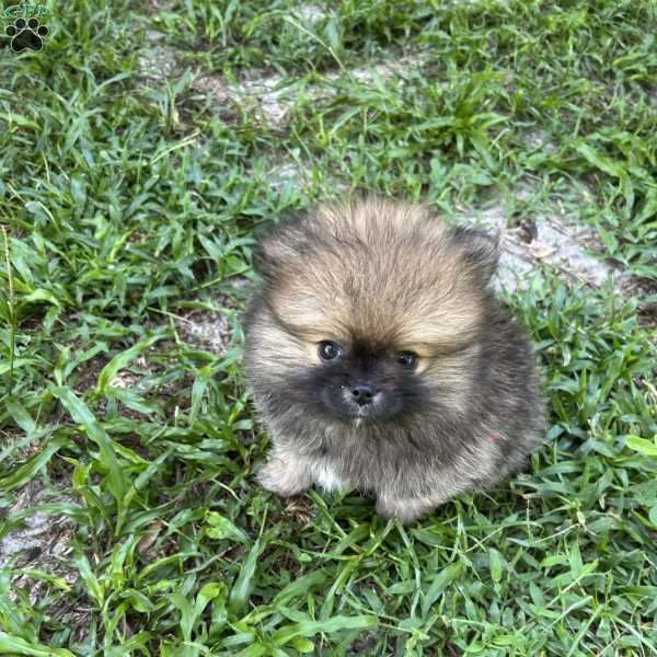 Pinecone, Pomeranian Puppy