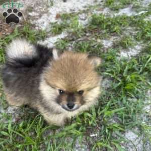 Oakley, Pomeranian Puppy