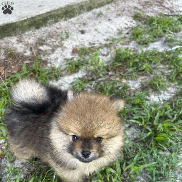 Oakley, Pomeranian Puppy