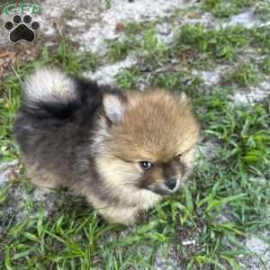 Oakley, Pomeranian Puppy