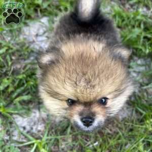 Whiskey, Pomeranian Puppy