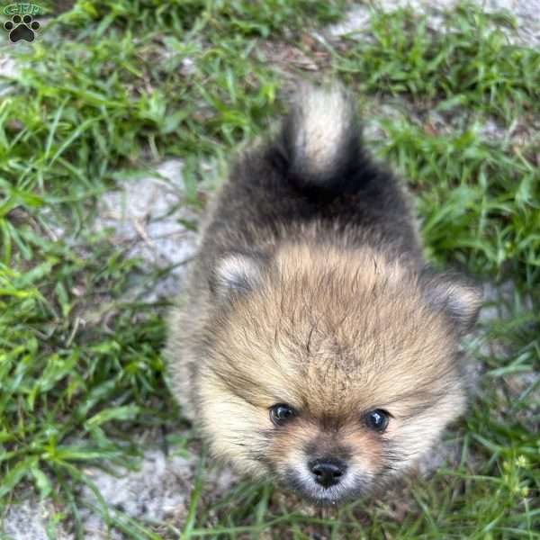Whiskey, Pomeranian Puppy