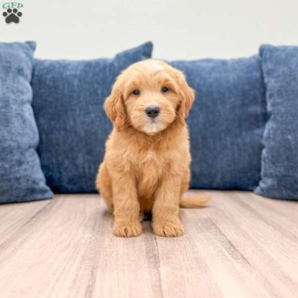 Leo, Mini Goldendoodle Puppy