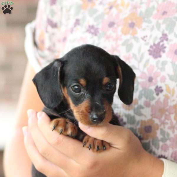 Harper, Dorkie Puppy