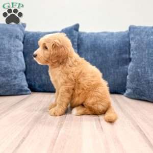 Leo, Mini Goldendoodle Puppy
