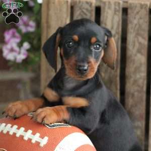 Hazel, Dorkie Puppy