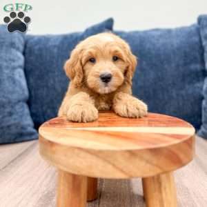 Leo, Mini Goldendoodle Puppy