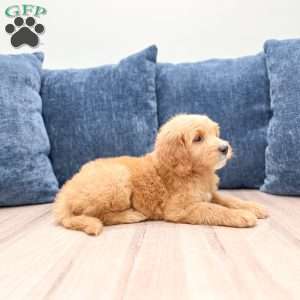 Leo, Mini Goldendoodle Puppy