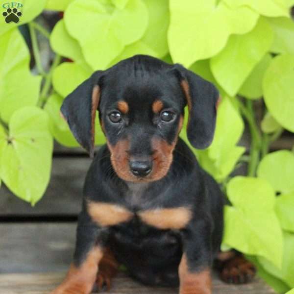 Hazel, Dorkie Puppy