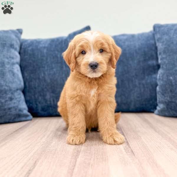 Lane, Mini Goldendoodle Puppy