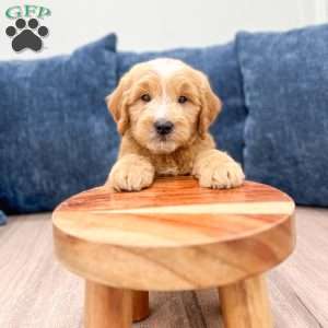 Lane, Mini Goldendoodle Puppy