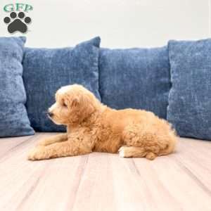 Lane, Mini Goldendoodle Puppy