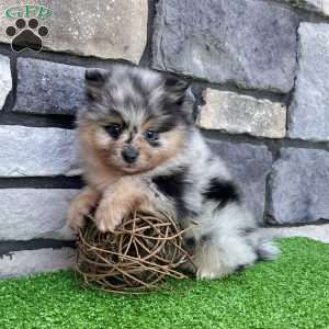 Flash, Pomeranian Puppy