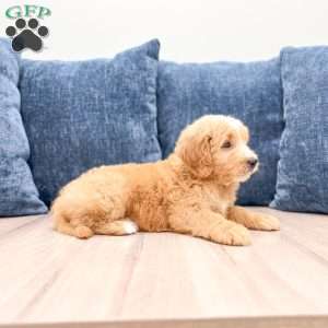 Lane, Mini Goldendoodle Puppy