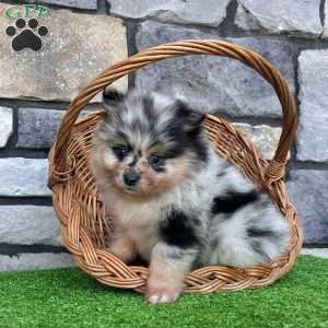 Flash, Pomeranian Puppy