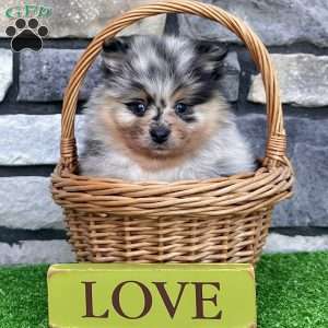 Flash, Pomeranian Puppy
