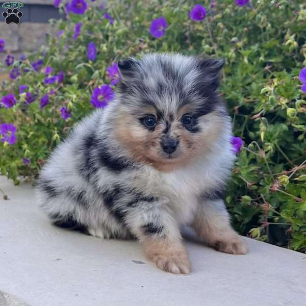 Flash, Pomeranian Puppy