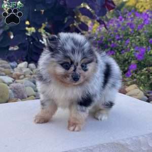 Flash, Pomeranian Puppy