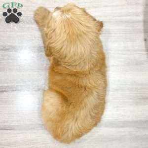 Leo, Mini Goldendoodle Puppy