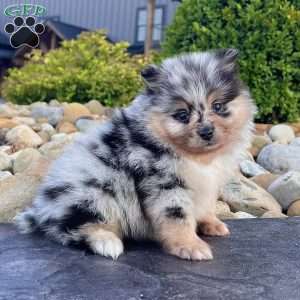 Flash, Pomeranian Puppy