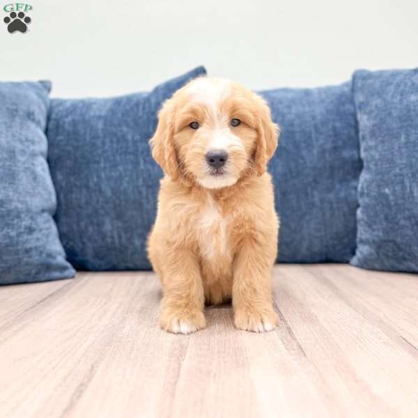 Loyal, Mini Goldendoodle Puppy