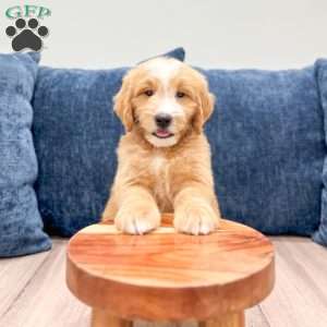Loyal, Mini Goldendoodle Puppy