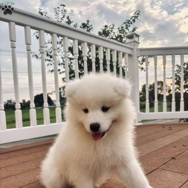 Finn, Samoyed Puppy