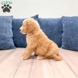 Loyal, Mini Goldendoodle Puppy