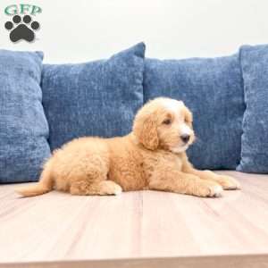Loyal, Mini Goldendoodle Puppy