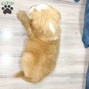 Loyal, Mini Goldendoodle Puppy