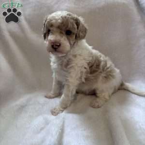 Ziggy, Toy Poodle Puppy