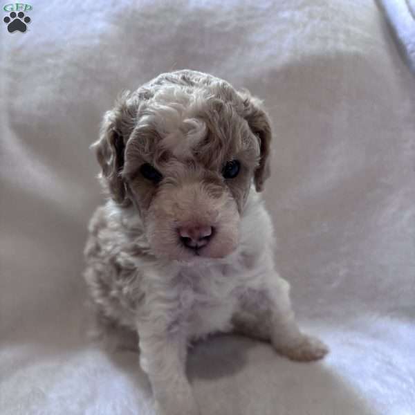 Ziggy, Toy Poodle Puppy