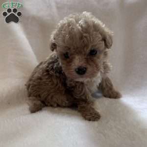 Zane, Toy Poodle Puppy