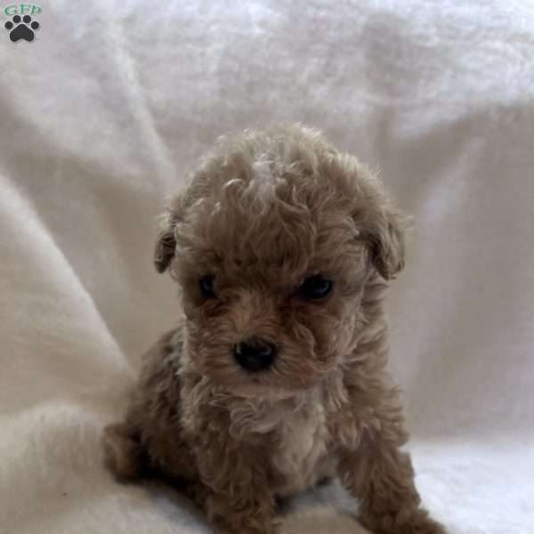 Zane, Toy Poodle Puppy