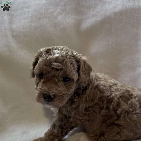 Zilo, Toy Poodle Puppy