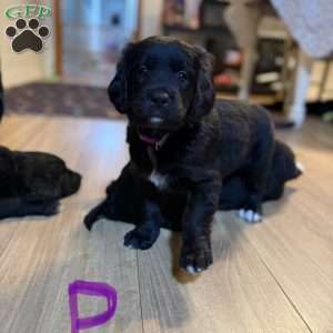 Purple, Bernese Golden Mountain Dog Puppy