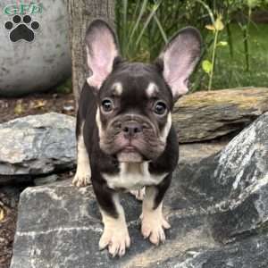 Serena, French Bulldog Puppy