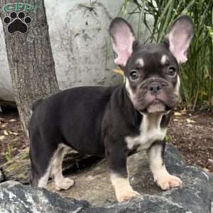 Serena, French Bulldog Puppy