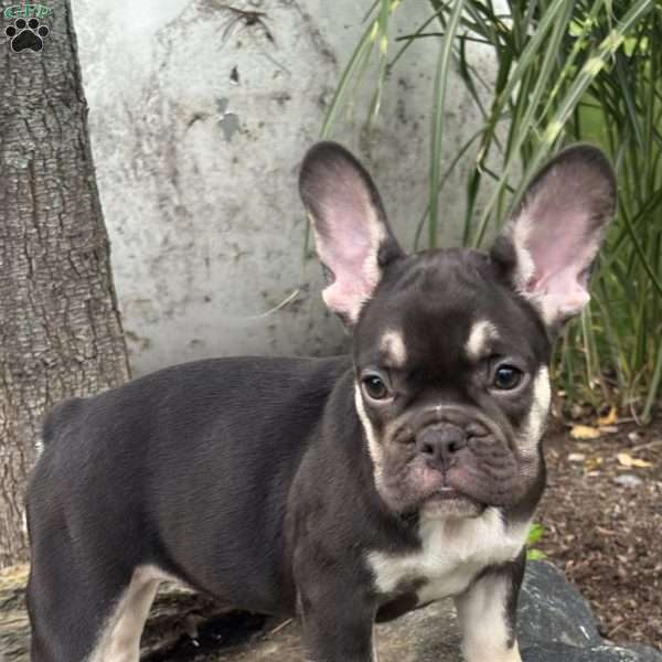 Serena, French Bulldog Puppy