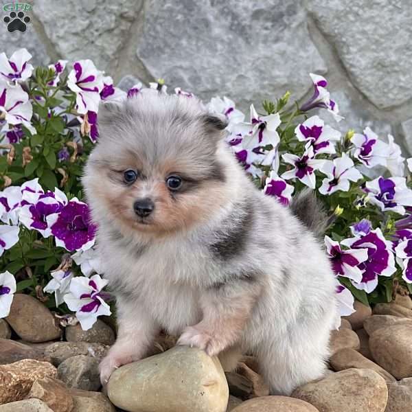 Frosty, Pomeranian Puppy