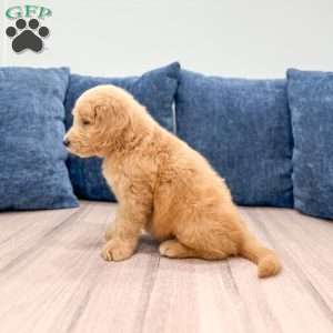 Lawson, Mini Goldendoodle Puppy