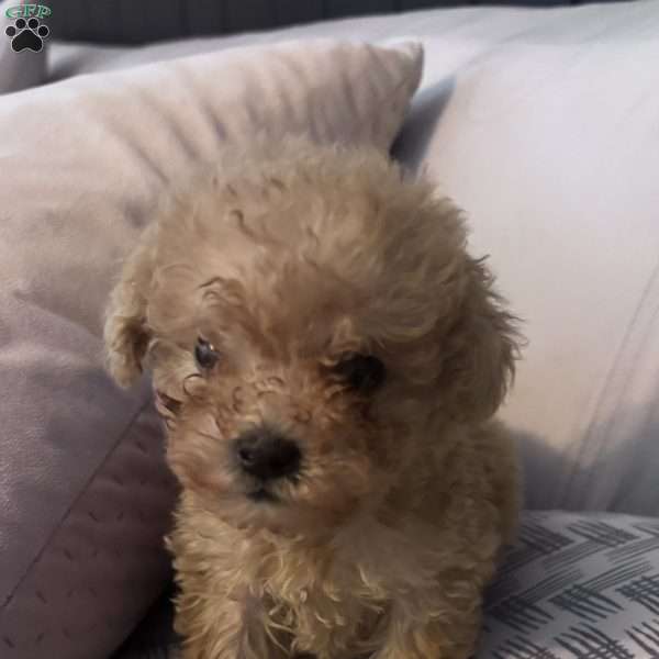 Zara, Toy Poodle Puppy