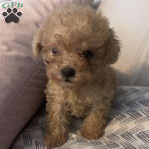 Zara, Toy Poodle Puppy
